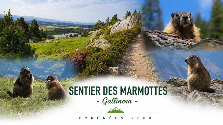 Marmottes